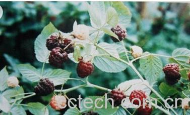 果蔬百科树莓-0