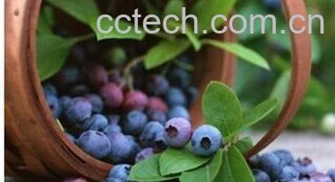 果蔬百科野蓝莓-0
