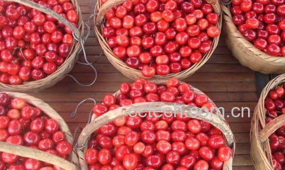 果蔬百科小樱桃泡酒-0