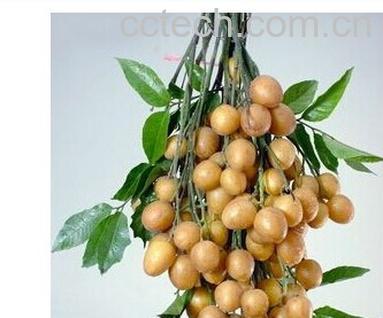 果蔬百科黄皮吃多了会怎么样 吃黄皮有什么作用-0