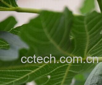 果蔬百科无花果叶子-0