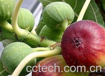 果蔬百科无花果-0