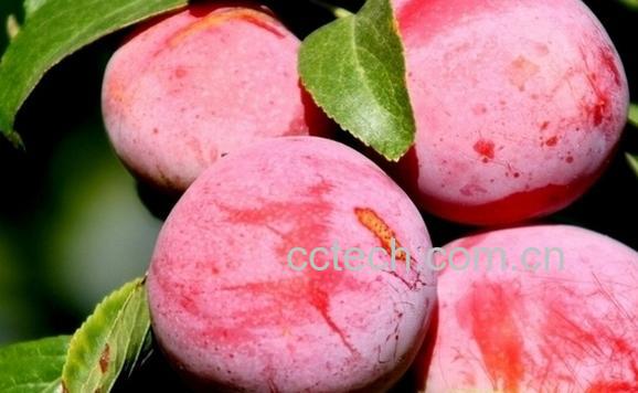 果蔬百科生酸梅子-0