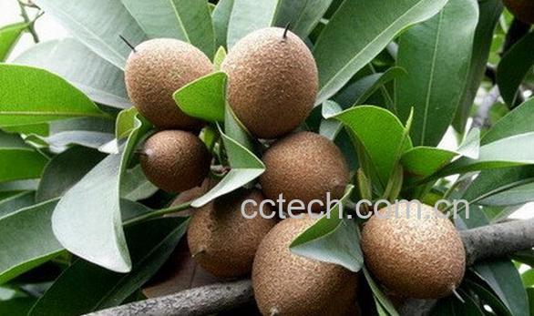 果蔬百科人心果有什么作用-0