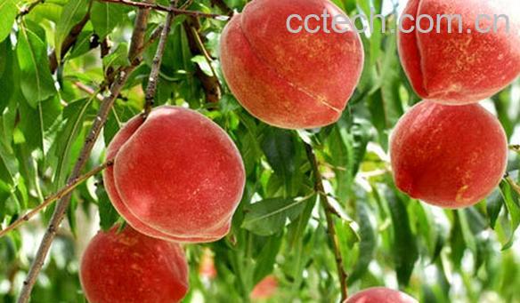 果蔬百科孕妇能不能吃桃子-0