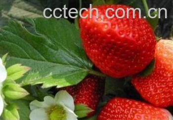 果蔬百科奶油草莓-0