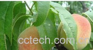 果蔬百科桃叶-0