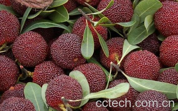 果蔬百科杨梅渍怎么洗掉-0