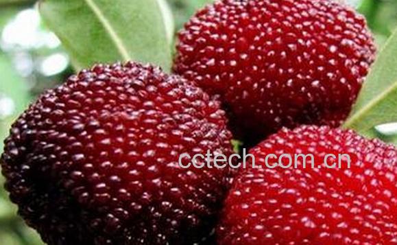 果蔬百科鲜杨梅怎么洗-0