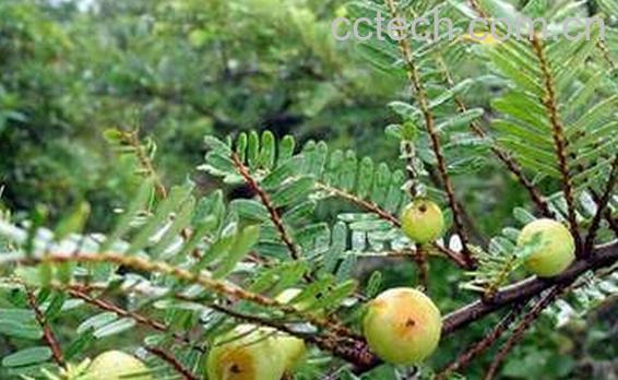 果蔬百科油柑子-0