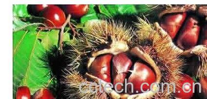 果蔬百科 板栗-0