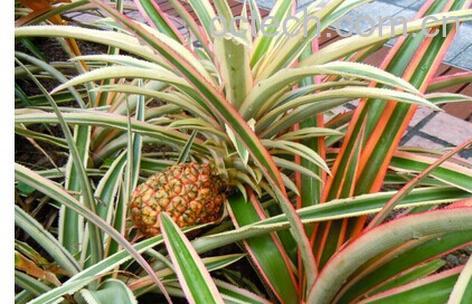 果蔬百科斑叶凤梨-0