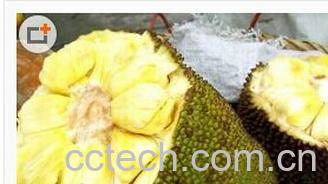 果蔬百科菠萝蜜-0