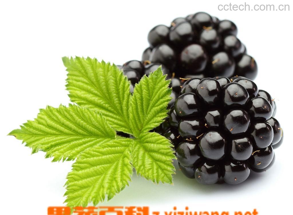 果蔬百科黑莓的作用-0