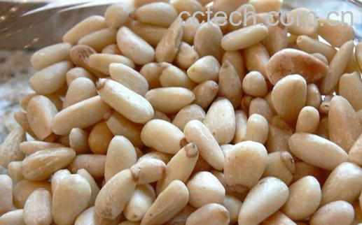 果蔬百科松子仁-0