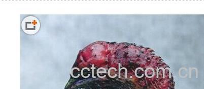 果蔬百科鸡头果-0