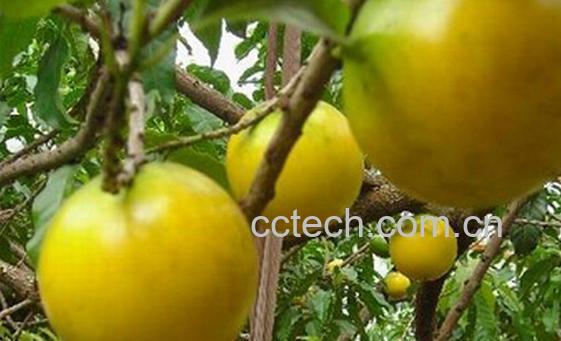 果蔬百科蛋黄果-0