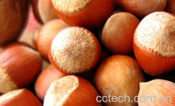 果蔬百科榛子-0