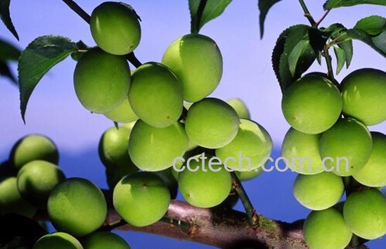 果蔬百科青梅的功效与作用-0