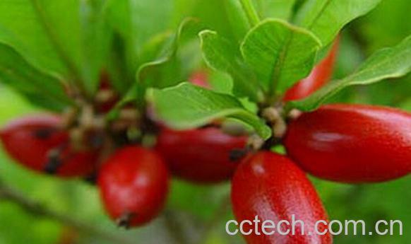 果蔬百科神秘果-0