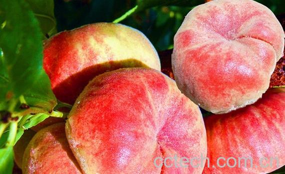 果蔬百科蟠桃-0