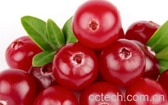 果蔬百科蔓越莓-0