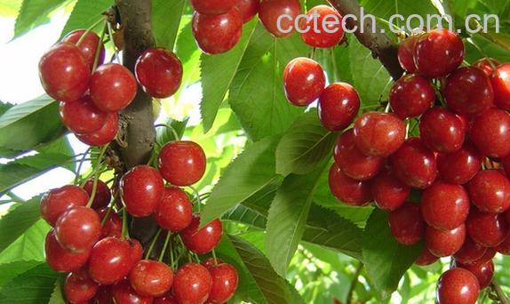 果蔬百科樱桃怎么保存才新鲜-0