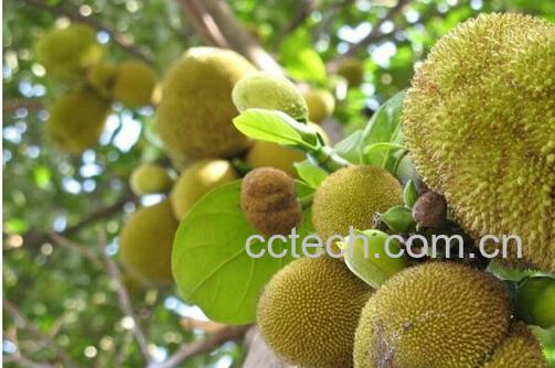 果蔬百科波罗蜜-0