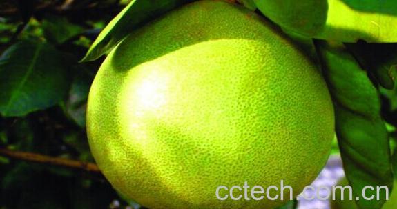 果蔬百科文旦-0