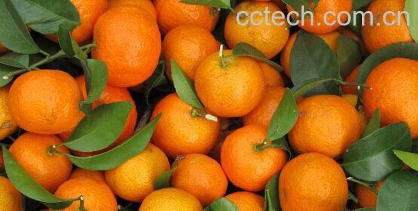 果蔬百科沙糖桔-0