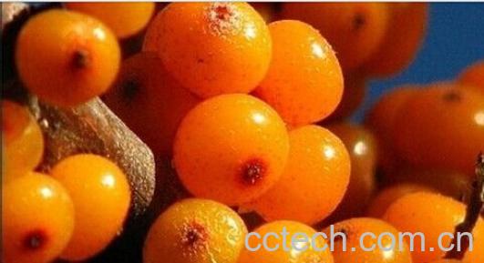 果蔬百科沙棘果-0