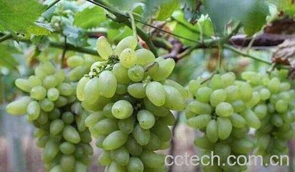 果蔬百科 金手指葡萄的功效与作用	-0