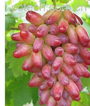 果蔬百科美人指-0