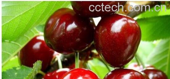 果蔬百科大樱桃-0