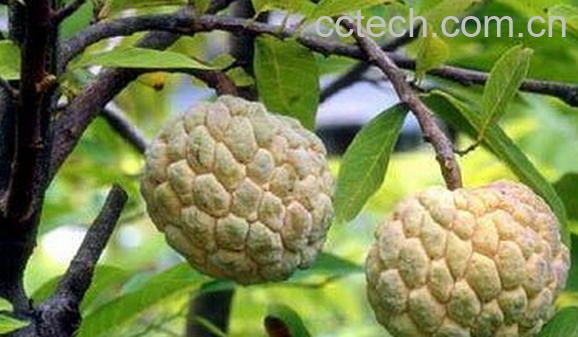 果蔬百科台湾释迦-0