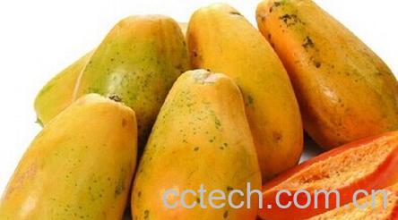 果蔬百科番木瓜-0