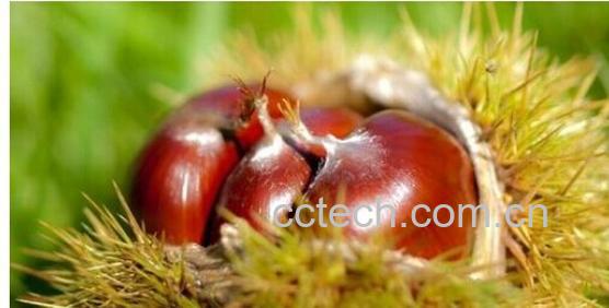 果蔬百科栗子-0