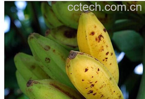 果蔬百科芭蕉-0