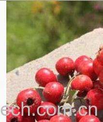 果蔬百科海棠果-0