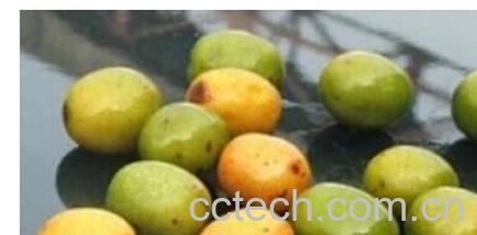 果蔬百科酸枣-0