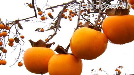 果蔬百科柿子-0