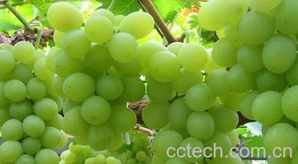 果蔬百科青提子-0