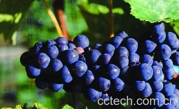 果蔬百科野生蓝莓酿的酒-0