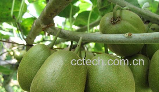 果蔬百科猕猴桃变软-0