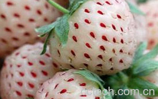 果蔬百科菠萝莓-0