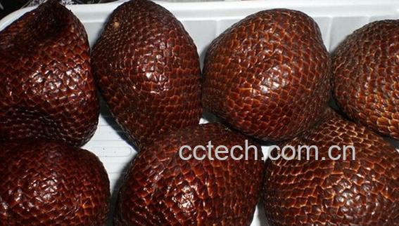 果蔬百科蛇皮果-0