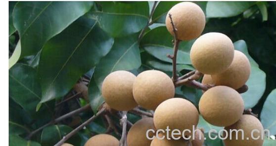 果蔬百科龙眼-0