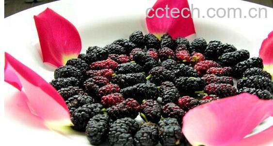 果蔬百科桑椹-0