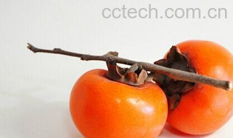 果蔬百科柿子-0