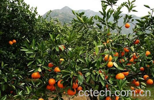 果蔬百科山桔-0